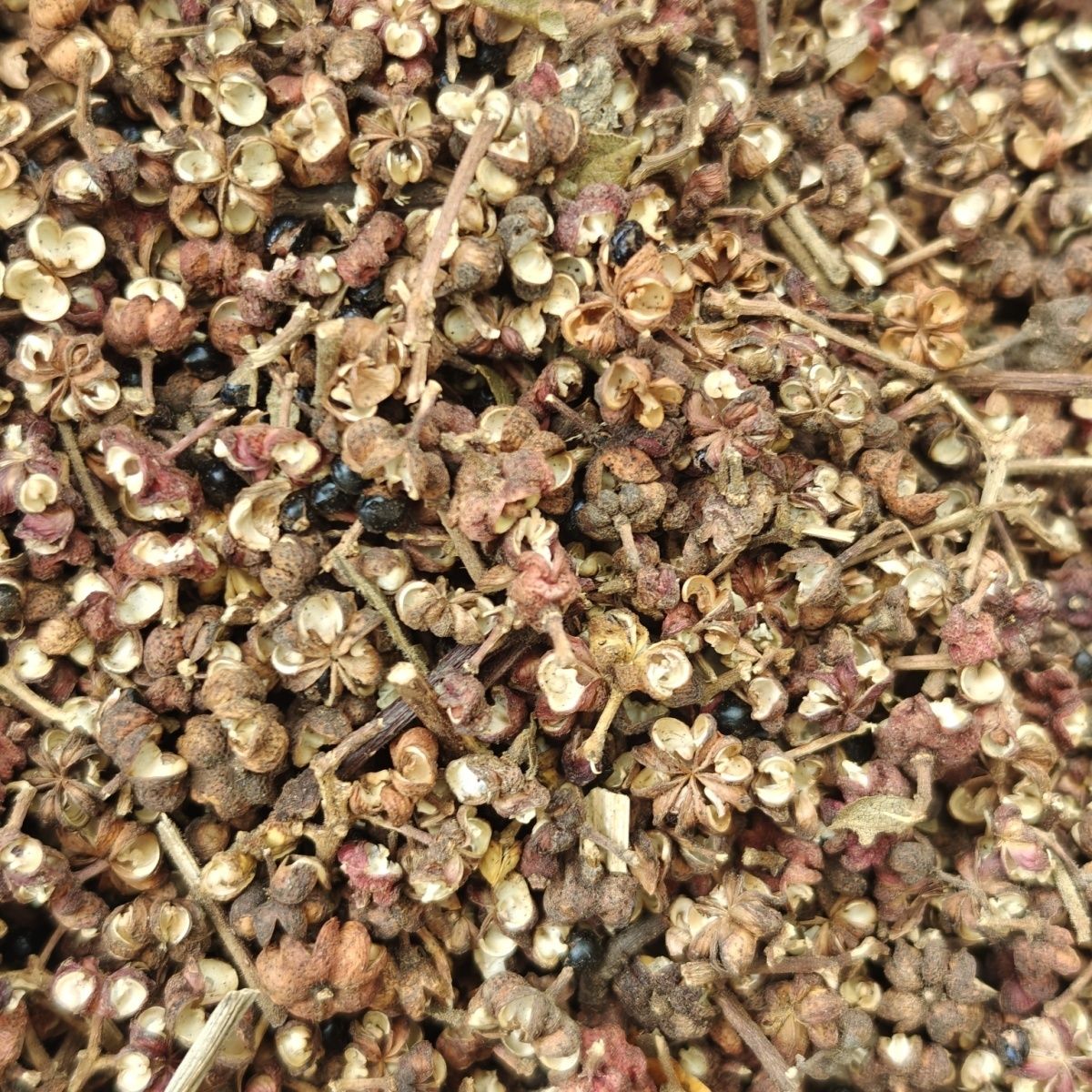 吴茱萸（食茱萸）