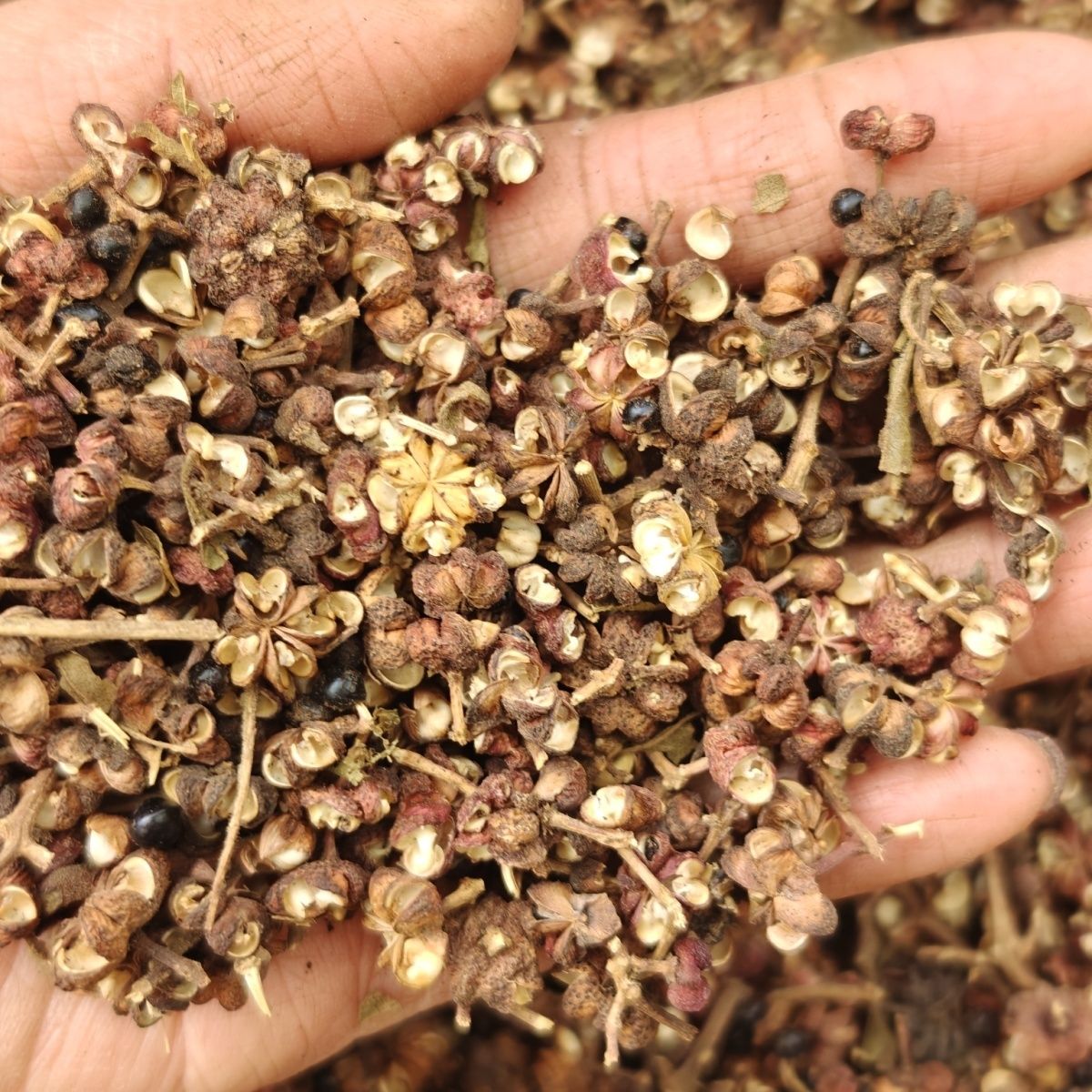 吴茱萸（食茱萸）