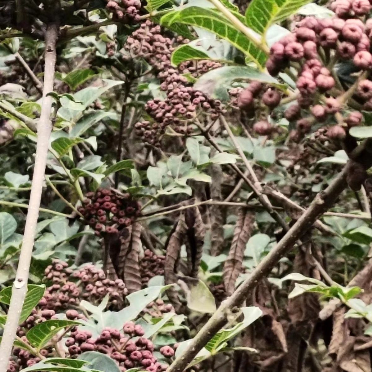 吴茱萸（食茱萸）
